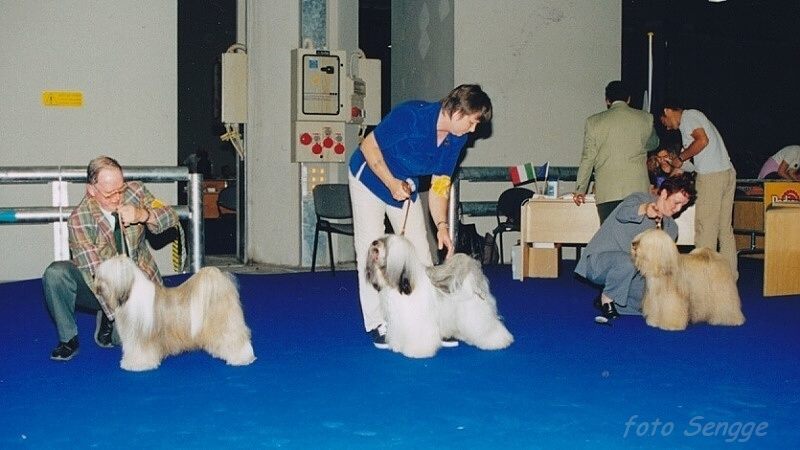 World Dog Show Milano 2000 8549-2