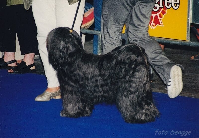 World Dog Show Milano 2000 8581-18