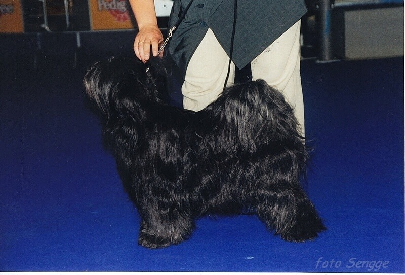 World Dog Show Milano 2000 8621-38