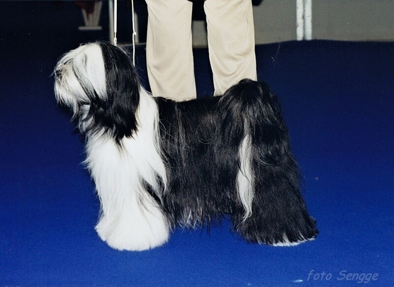 World Dog Show Milano 2000 8623-39