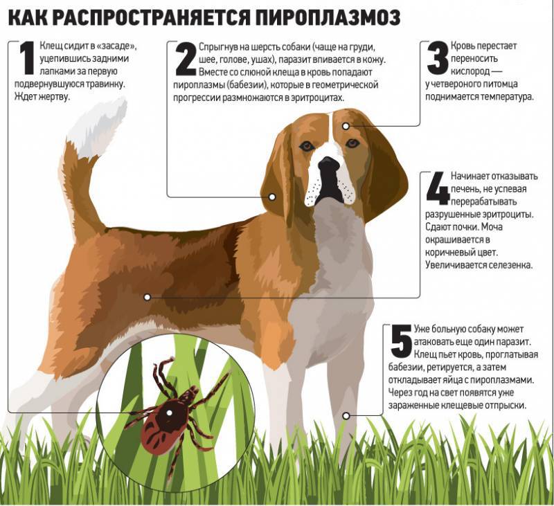 Клещи! Пироплазмоз! 9496-0