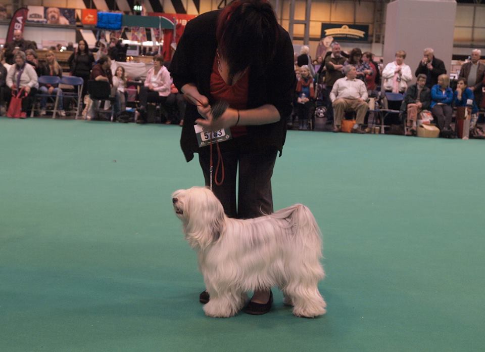 Crufts 2016 12427-40