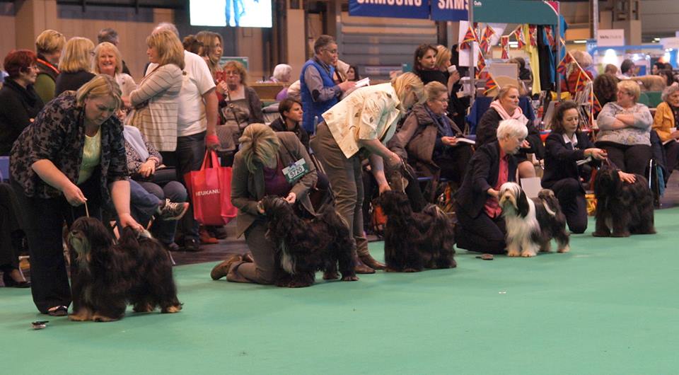 Crufts 2016 12461-56