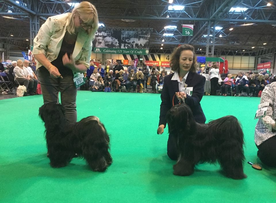 Crufts 2016 12465-58