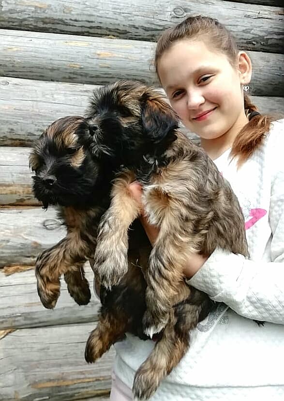 28.03.2019г.Щенки в питомнике Таволги Цвет - "А". 21748-1