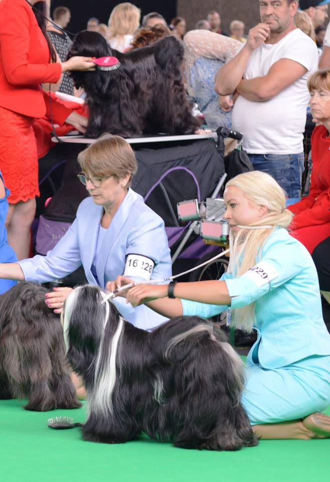 World Dog Show 2018 Amsterdam (THE NETHERLANDS) 20829-28