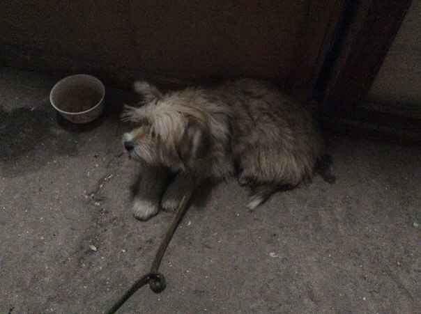 пос. Горки Ленинские найдена маленькая собачка, похожа на болонку, девочка. 4463-3