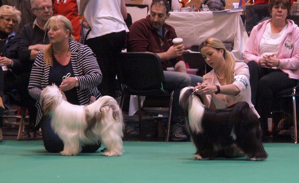 Crufts 2016 12399-30