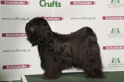 Crufts 2015 7889-2