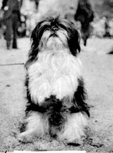 "Собаки Тибета" - главы из Kennel Encyclopedia – 1908 г.