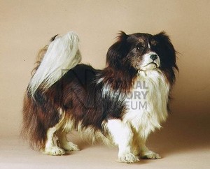 "Собаки Тибета" - главы из Kennel Encyclopedia – 1908 г.