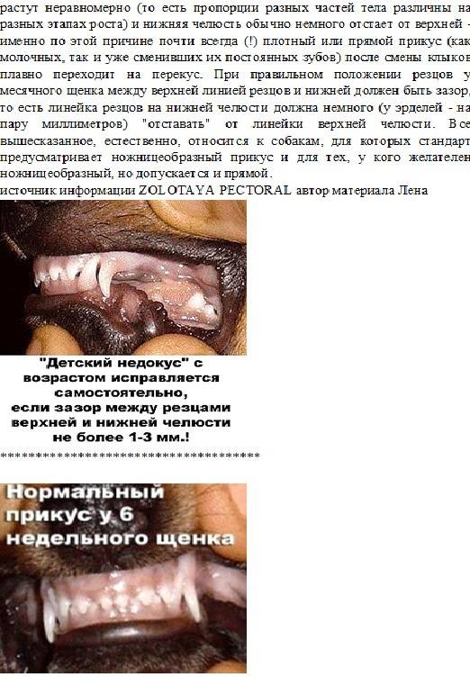 Загадка "плохого прикуса". 11662-5