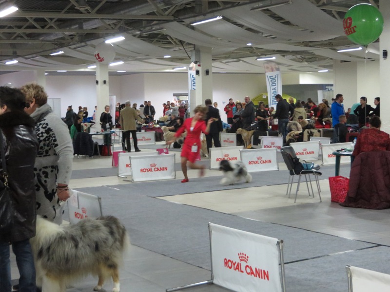 13-14.12.2014 г. "Невский победитель 2014" г.Санкт-Петербург 6721-6