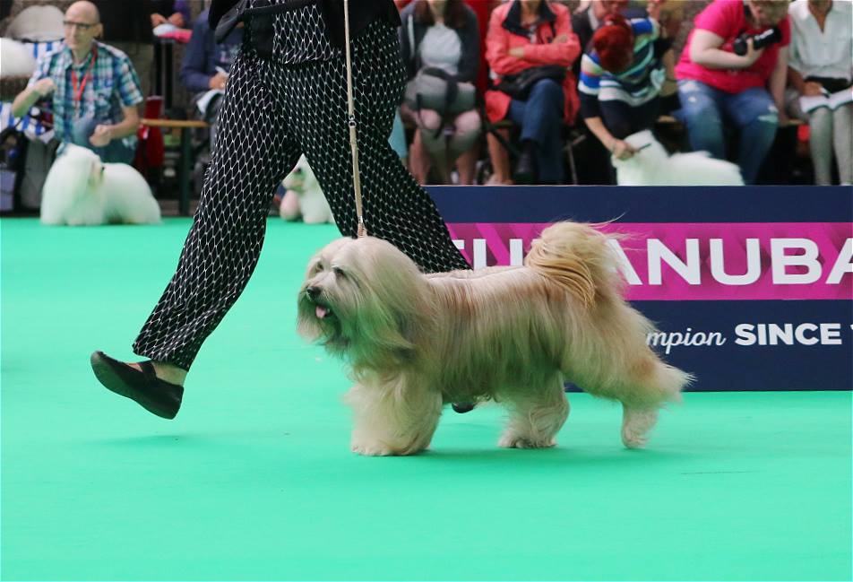 World Dog Show 2018 Amsterdam (THE NETHERLANDS) 20817-23