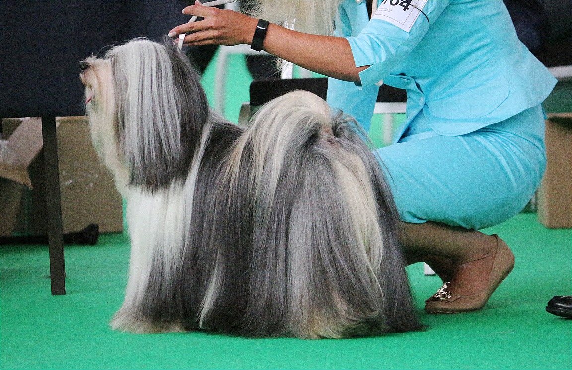 World Dog Show 2018 Amsterdam (THE NETHERLANDS) 20819-2