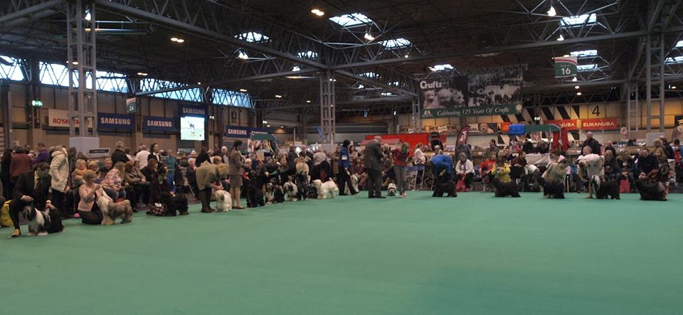 Crufts 2016 12413-31