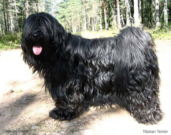 Питомник "Goldie Anshula" г. Москва 4035-16