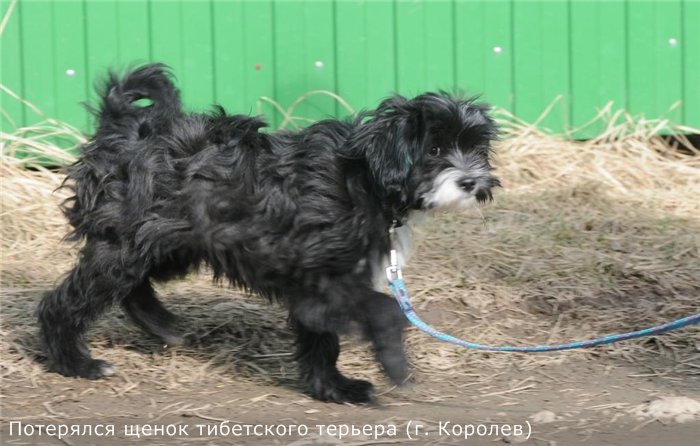 Потерялся щенок тибетского терьера (г. Королев) 4449-0