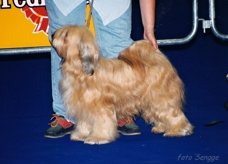 World Dog Show Milano 2000 8565-10