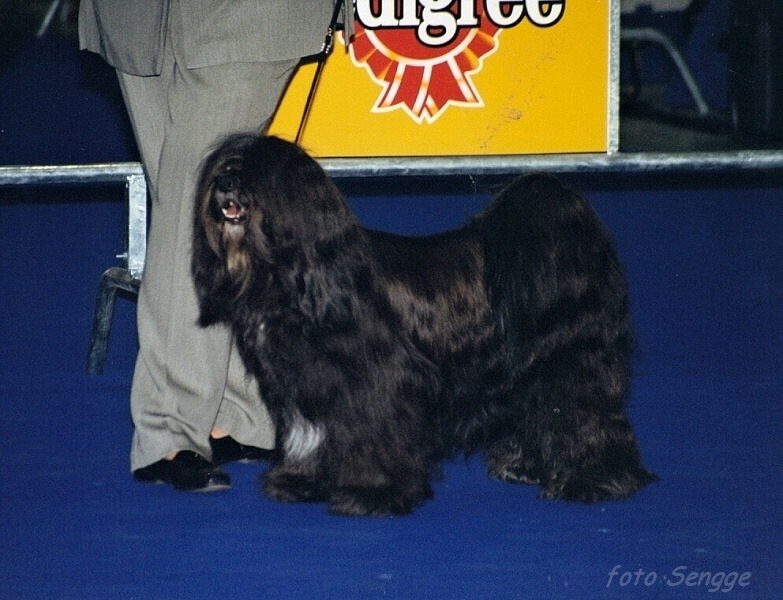 World Dog Show Milano 2000 8573-14