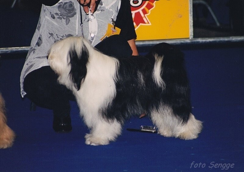 World Dog Show Milano 2000 8575-15