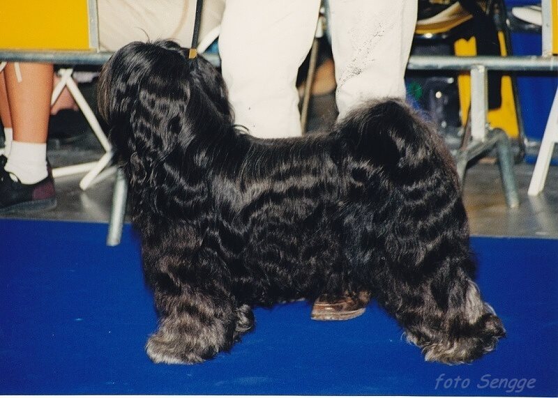 World Dog Show Milano 2000 8583-19