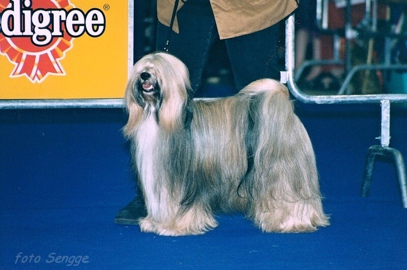 World Dog Show Milano 2000 8591-23