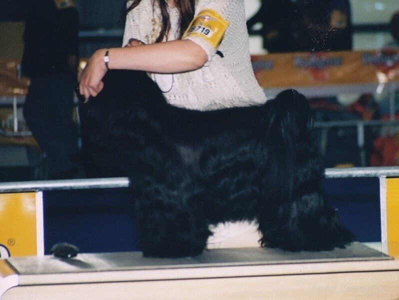 World Dog Show Milano 2000 8593-24