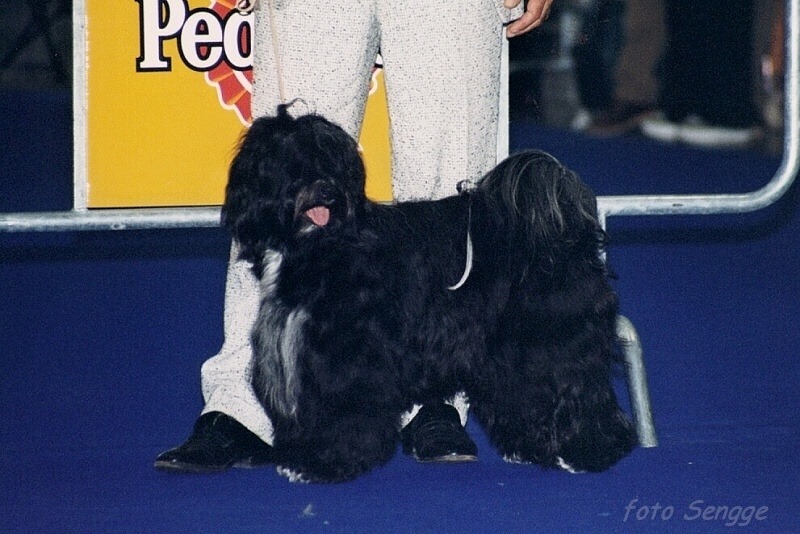 World Dog Show Milano 2000 8611-33