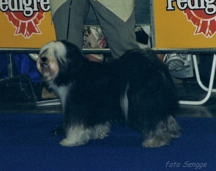 World Dog Show Milano 2000 8625-40