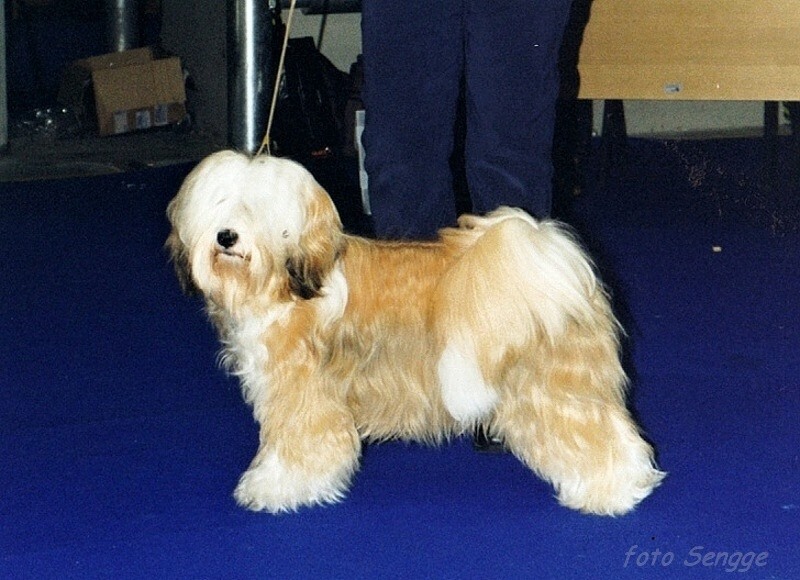World Dog Show Milano 2000 8647-51