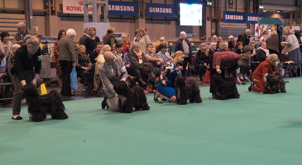 Crufts 2016 12445-48