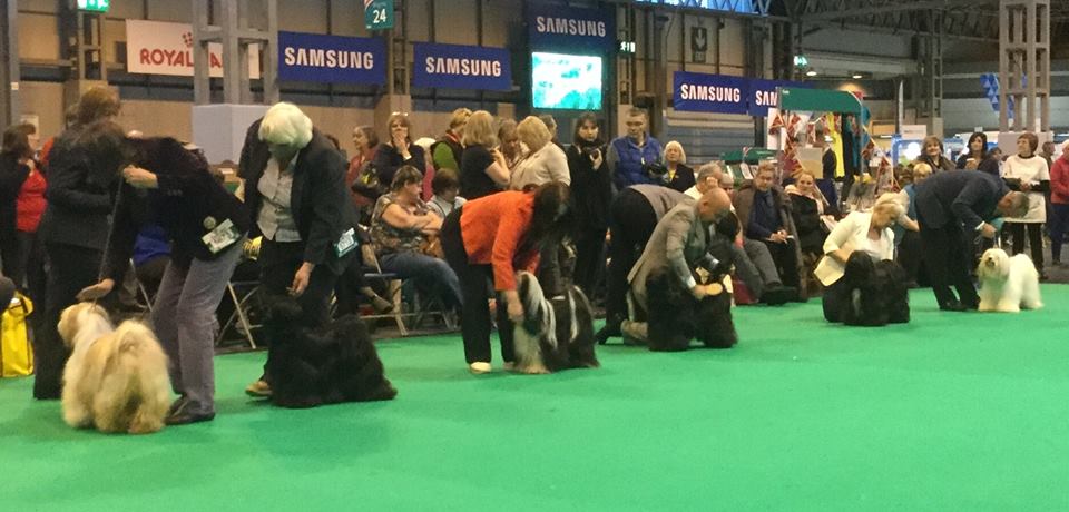 Crufts 2016 12473-62