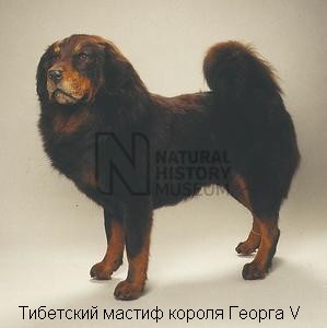 "Собаки Тибета" - главы из Kennel Encyclopedia – 1908 г.