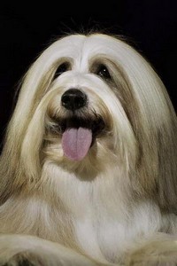 Английская выставка собак «Crufts» и тибетские терьеры.