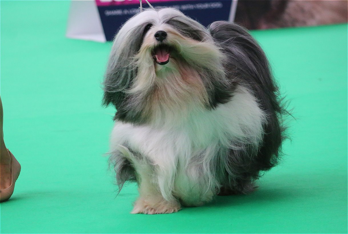 World Dog Show 2018 Amsterdam (THE NETHERLANDS) 20787-11
