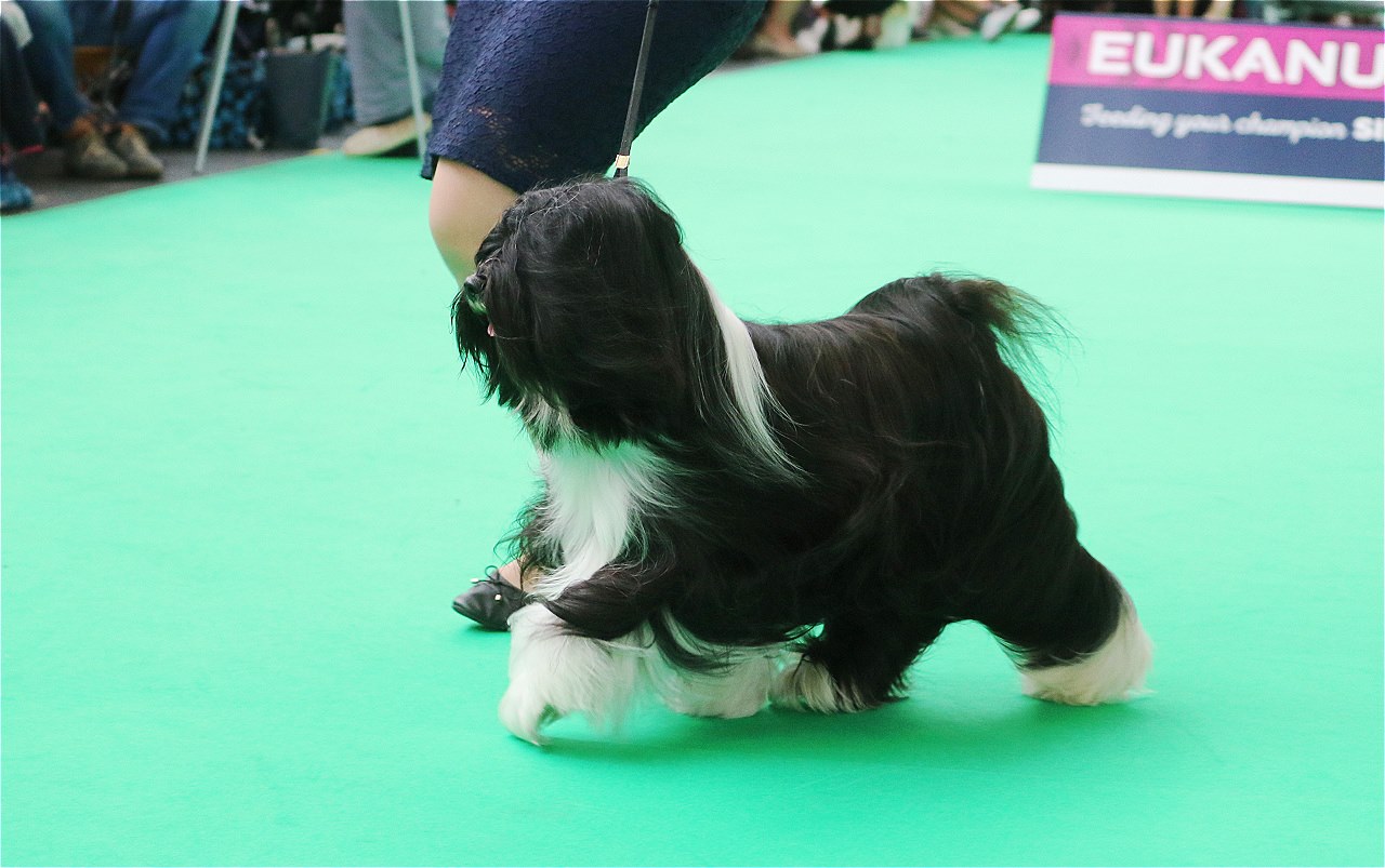 World Dog Show 2018 Amsterdam (THE NETHERLANDS) 20794-19