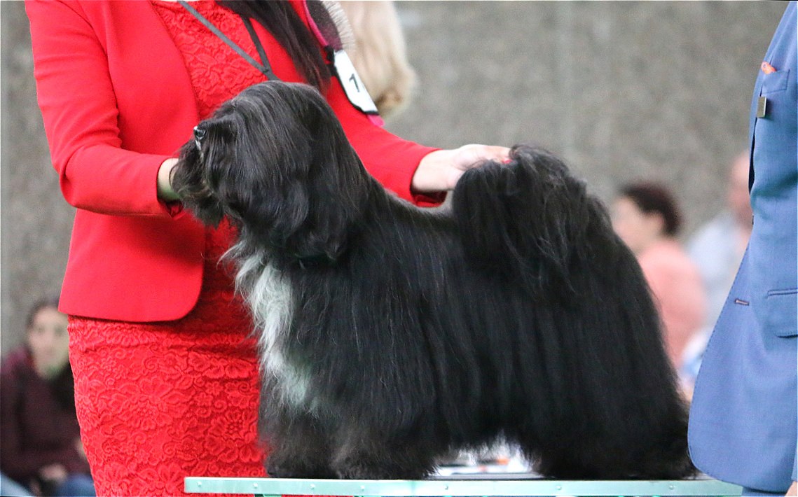 World Dog Show 2018 Amsterdam (THE NETHERLANDS) 20796-8
