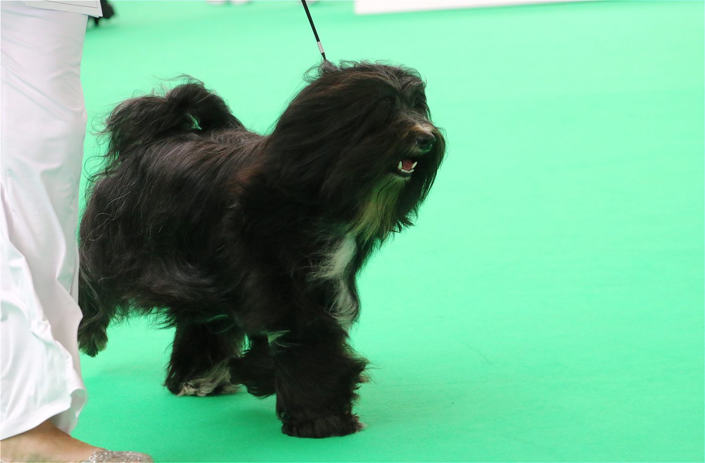 World Dog Show 2018 Amsterdam (THE NETHERLANDS) 20799-12