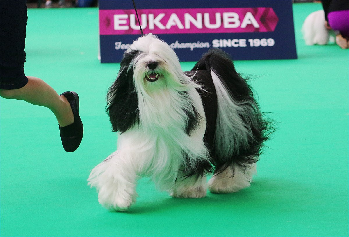 World Dog Show 2018 Amsterdam (THE NETHERLANDS) 20809-17