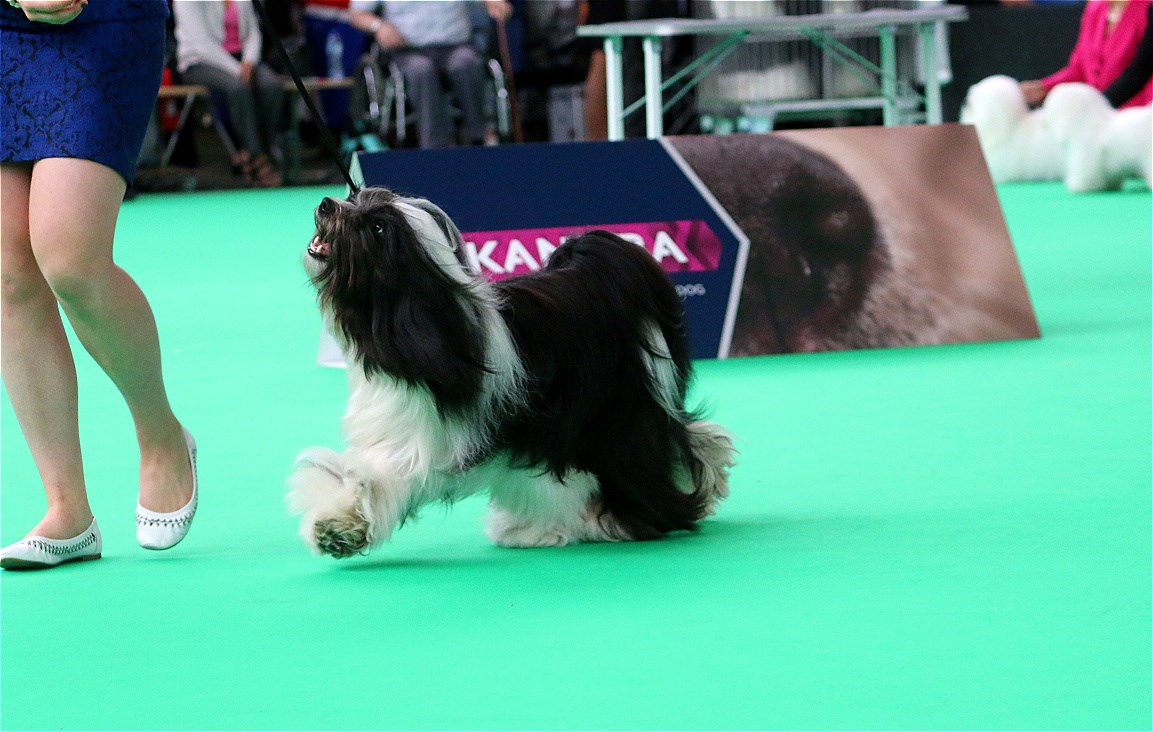 World Dog Show 2018 Amsterdam (THE NETHERLANDS) 20813-21