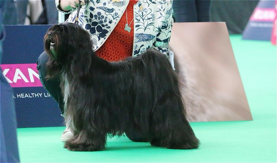 World Dog Show 2018 Amsterdam (THE NETHERLANDS) 20821-26