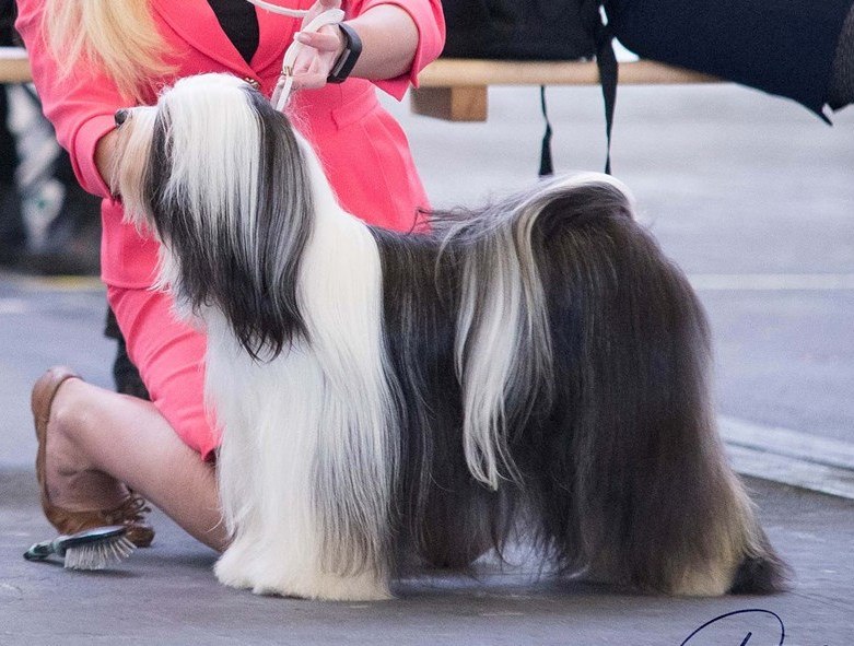World Dog Show 2018 Amsterdam (THE NETHERLANDS) 20827-27