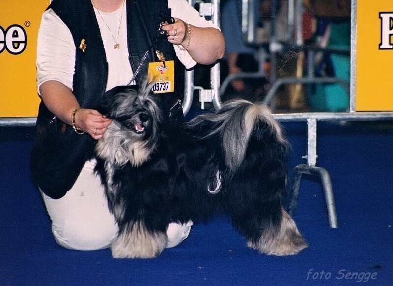 World Dog Show Milano 2000 8603-29