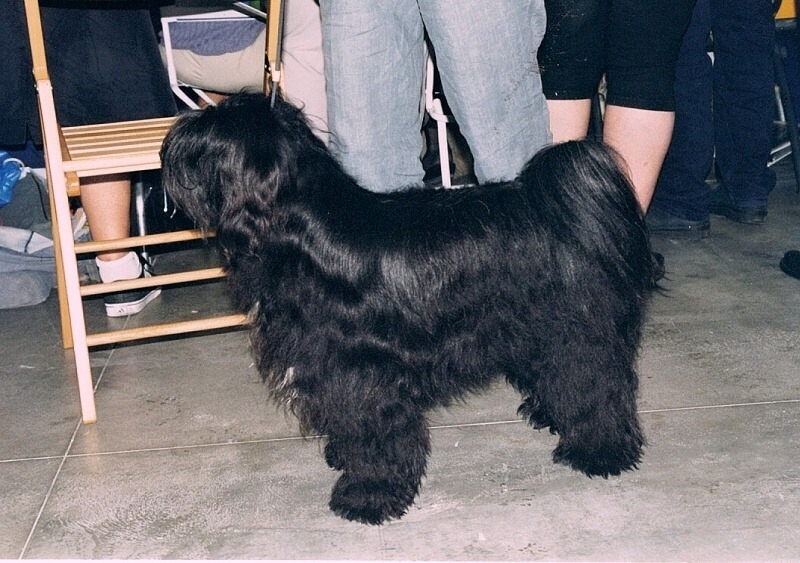 World Dog Show Milano 2000 8607-31