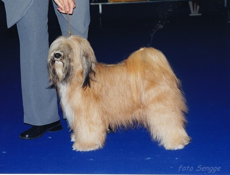World Dog Show Milano 2000 8619-37