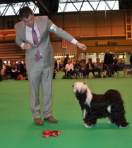 Crufts 2013