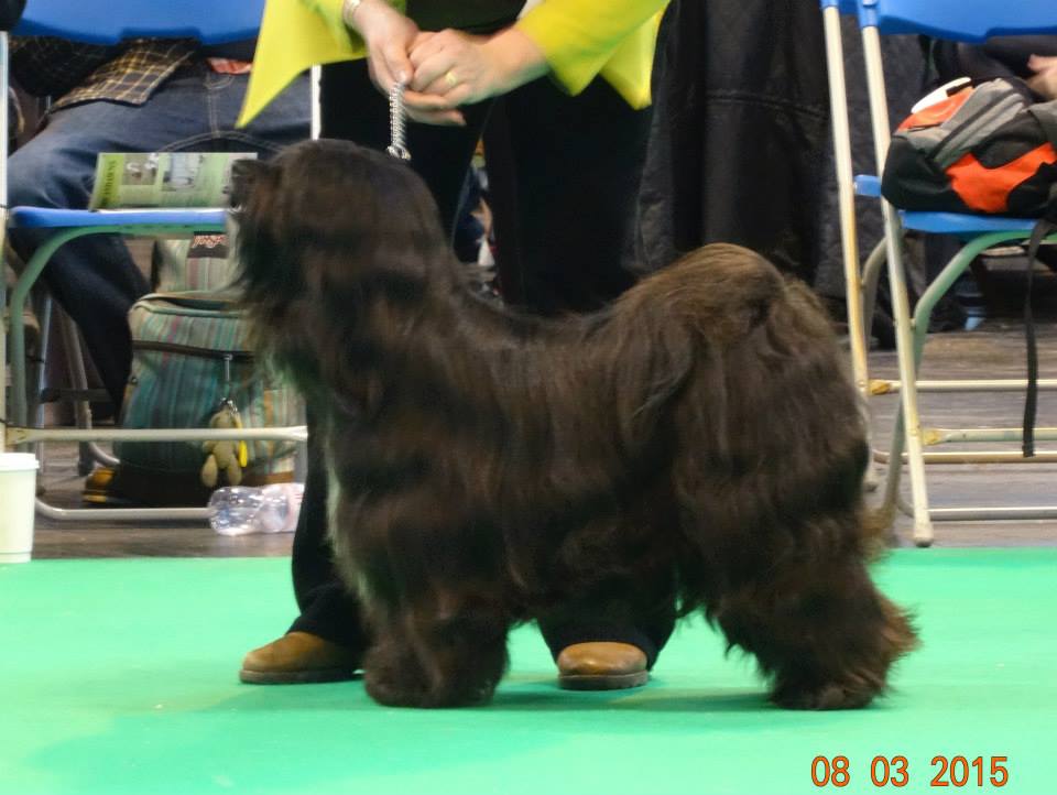 Crufts 2015 7957-11