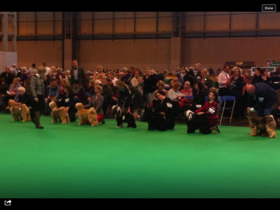Crufts 2015 7953-8