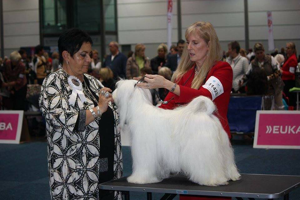 World Dog Show 2017 Лейпциг (Германия). 18494-1